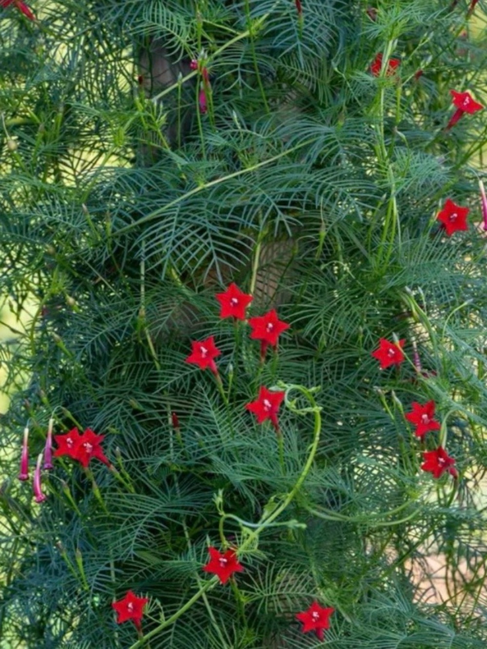 Red Hummingbird/Cypress vine Seeds